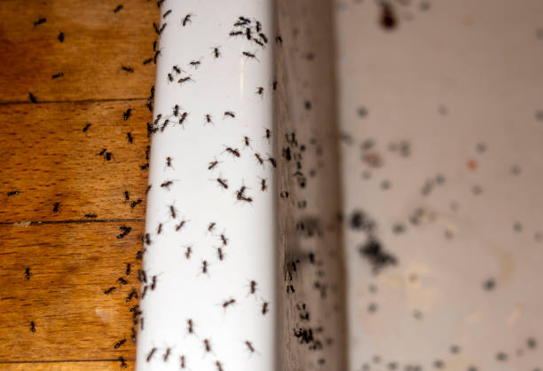 Wasp Removal Services in Castro Valley, CA
