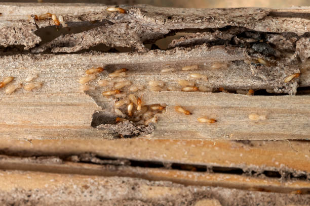 Best Best Pest Control Companies  in Stro Valley, CA